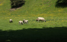 Sheep, Hebden, North Yorkshire